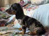 Dachshund for sale in Dublin - photo 2
