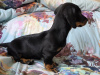 Dachshund for sale in Dublin - photo 4