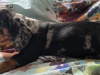 Dachshund for sale in Dublin - photo 5
