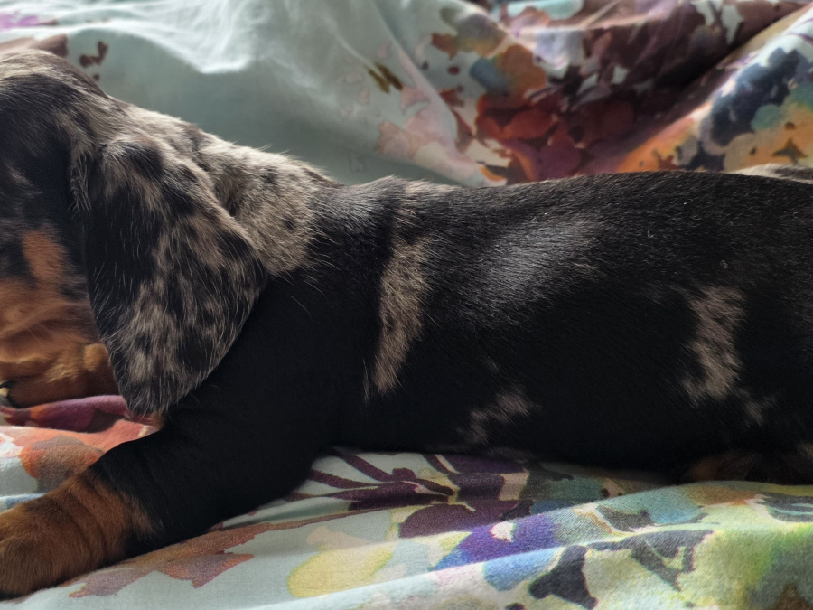 Dachshund for sale in Dublin - photo 5