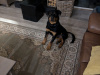 Rottweiler for sale in Meath - photo 3