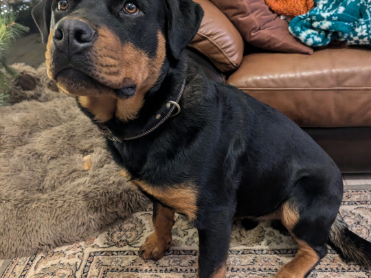 Rottweiler