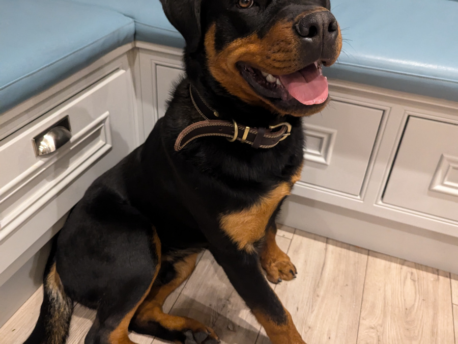 Rottweiler for sale in Meath - photo 4