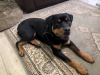 Rottweiler for sale in Meath - photo 2