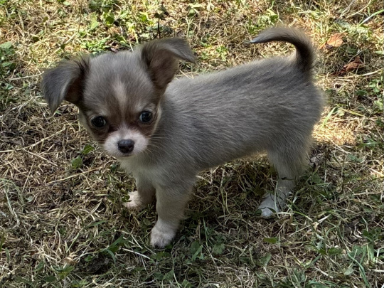 Chihuahua