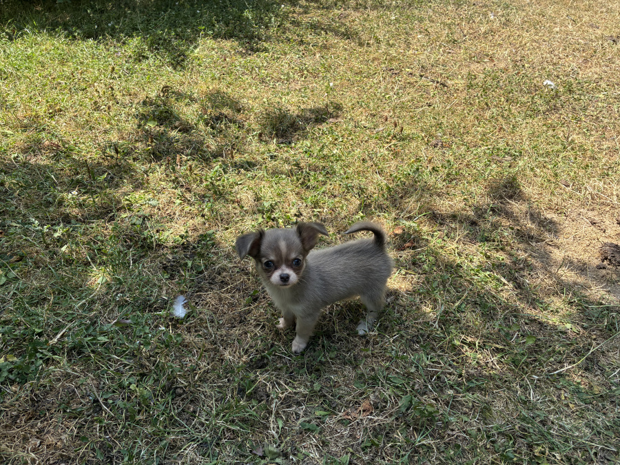 Chihuahua for sale in Meath - photo 2