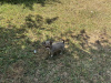 Chihuahua for sale in Meath - photo 3