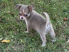 Chihuahua for sale in Meath - photo 4