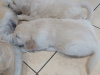 Golden Retriever for sale in Galway - photo 1