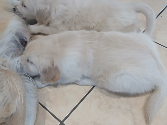Golden retriever puppy's