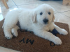 Golden Retriever for sale in Galway - photo 4