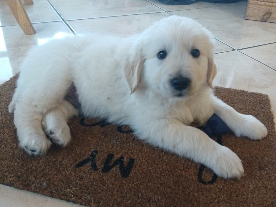 Golden Retriever for sale in Galway - photo 4