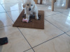 Golden Retriever for sale in Galway - photo 2