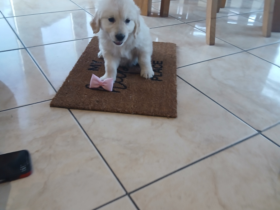 Golden Retriever for sale in Galway - photo 2