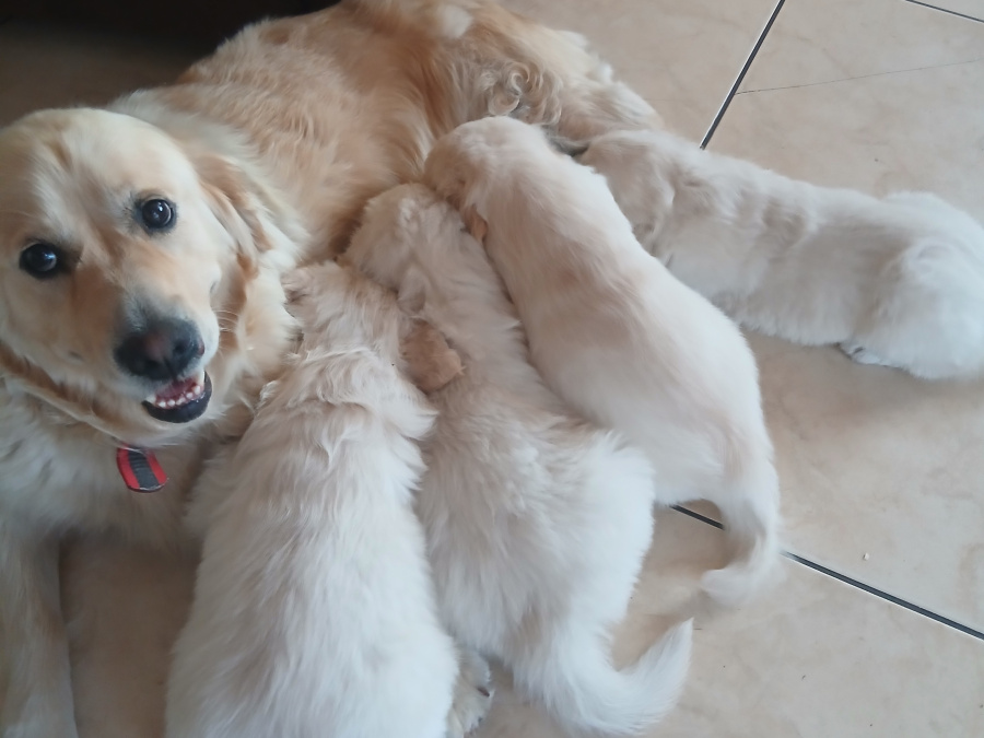 Golden Retriever for sale in Galway - photo 3