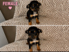 Chihuahua for sale in Galway - photo 2