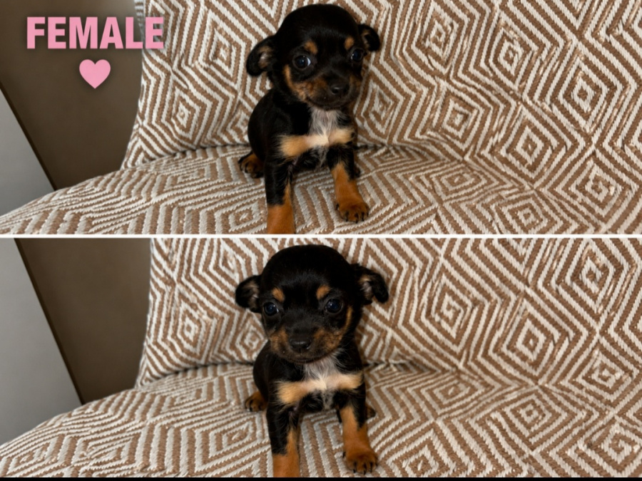 Chihuahua for sale in Galway - photo 2