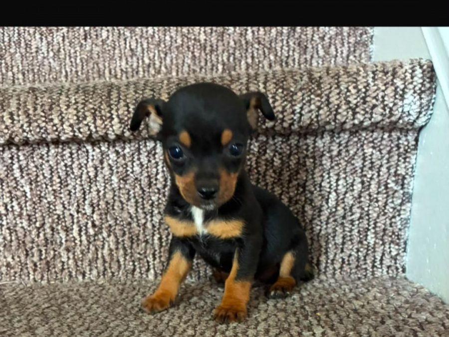 Chihuahua for sale in Galway - photo 2