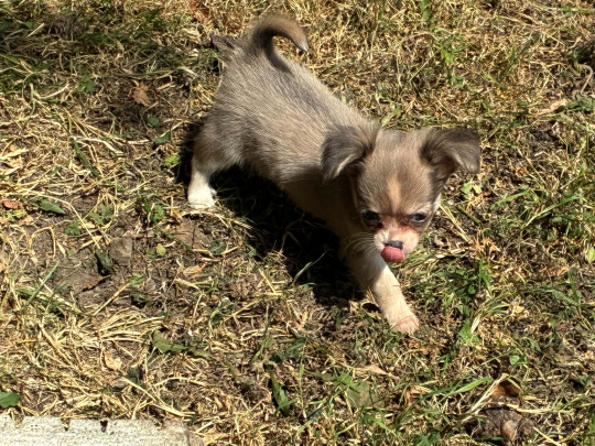 Long coat Chihuahua💗💗rare colour