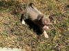 Chihuahua for sale in Meath - photo 1