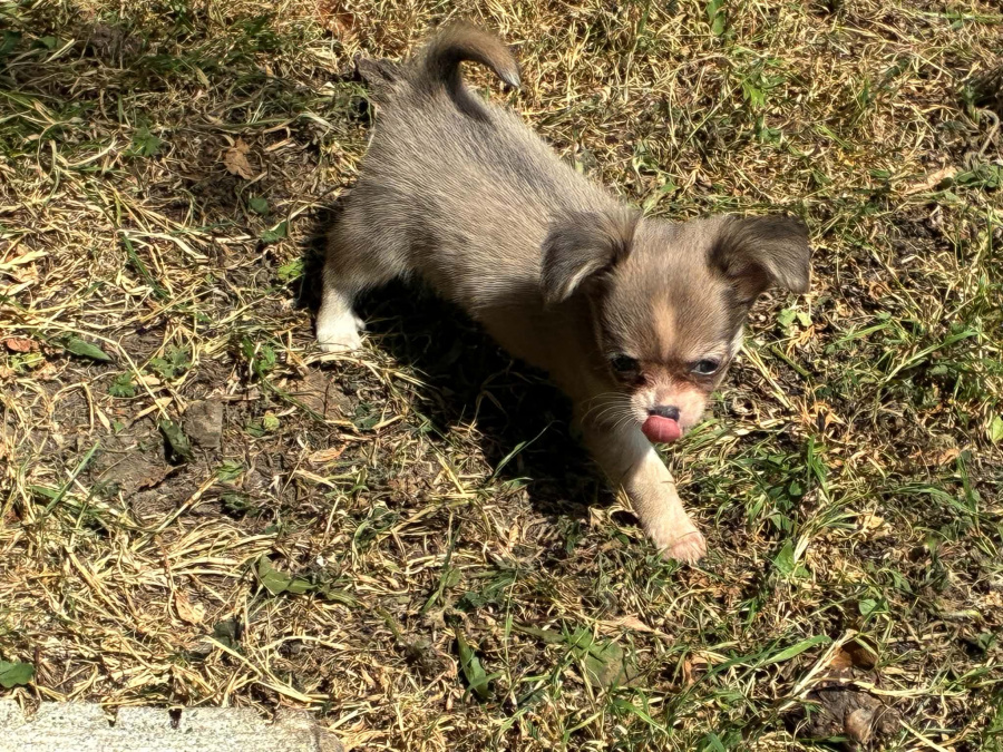 Chihuahua for sale in Meath - photo 1