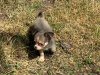 Chihuahua for sale in Meath - photo 3