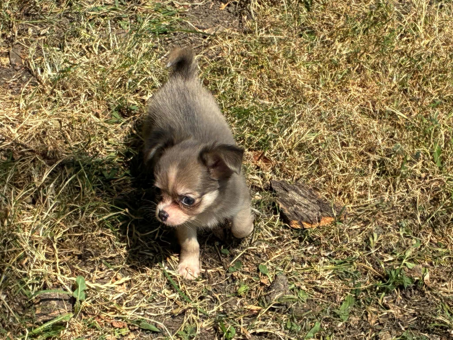 Chihuahua for sale in Meath - photo 3
