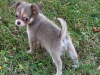 Chihuahua for sale in Meath - photo 4