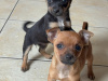Chihuahua for sale in Galway - photo 3