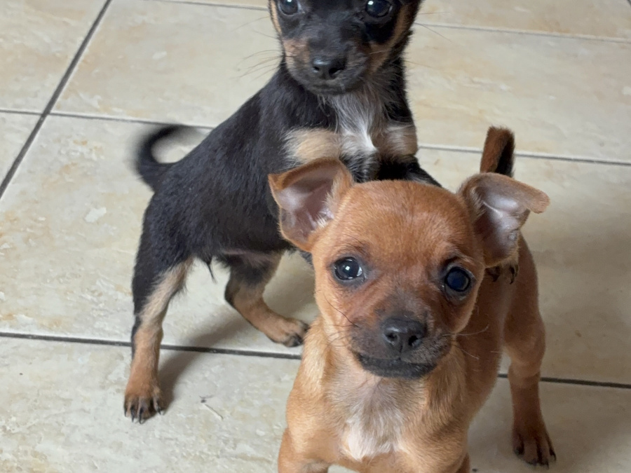 Chihuahua for sale in Galway - photo 3