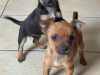 Chihuahua for sale in Galway - photo 4