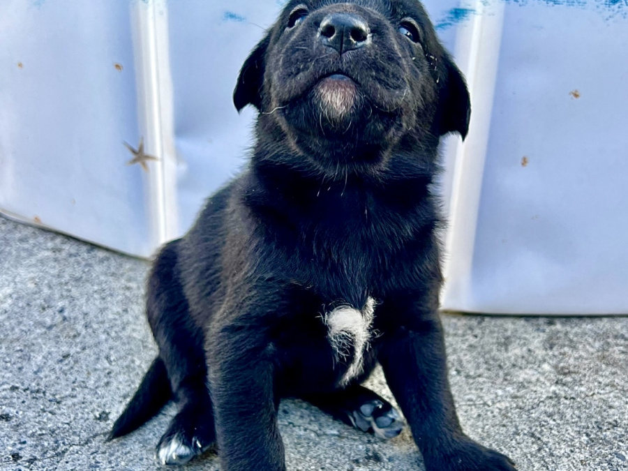 Labrador Retriever for sale in Galway - photo 3