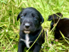 Labrador Retriever for sale in Galway - photo 2