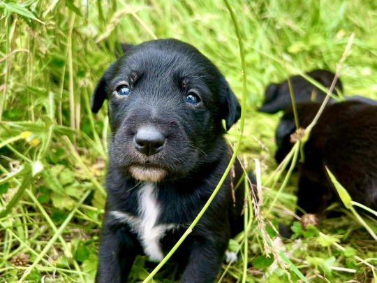 Labrador x Border Collie Puppies – Vet Checked & Microchipped