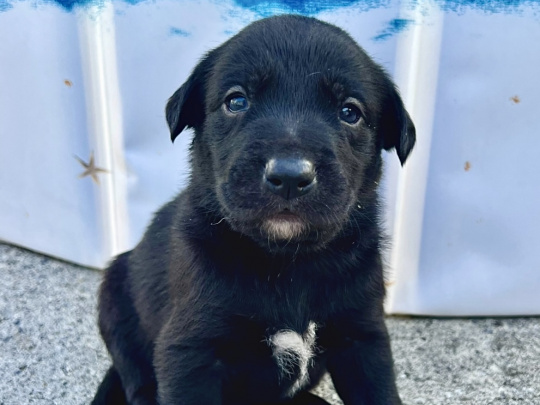 Labrador x Border Collie Puppies – Vet Checked & Microchipped