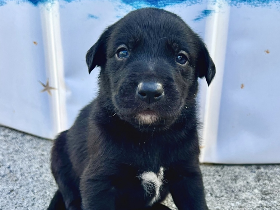 Labrador Retriever for sale in Galway - photo 1
