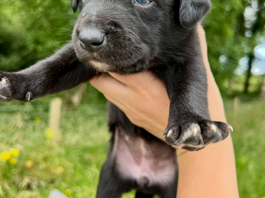 Labrador Retriever for sale in Galway - photo 4