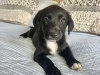 Labrador Retriever for sale in Galway - photo 6