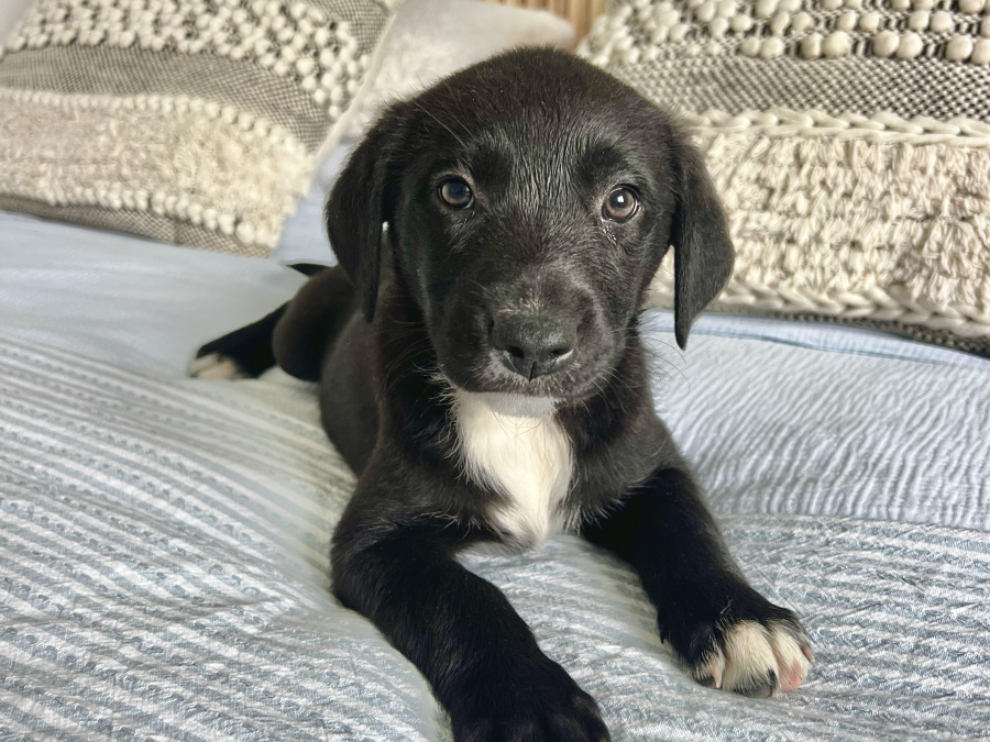 Labrador Retriever for sale in Galway - photo 6