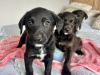 Labrador Retriever for sale in Galway - photo 7