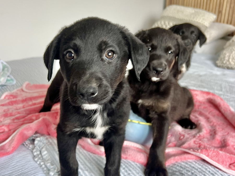 Labrador Retriever for sale in Galway - photo 7
