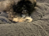 Shih Tzu for sale in Kilkenny - photo 2