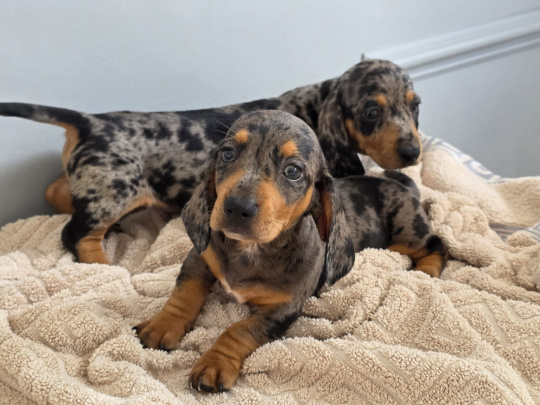 Miniature dachshund in dublin