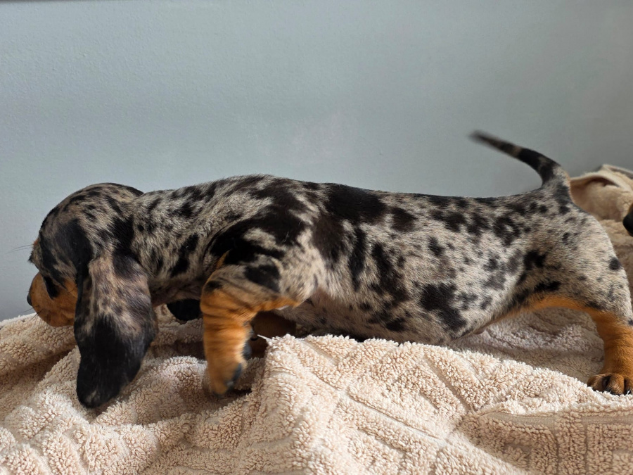 Dachshund for sale in Dublin - photo 4