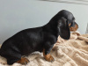 Dachshund for sale in Dublin - photo 2