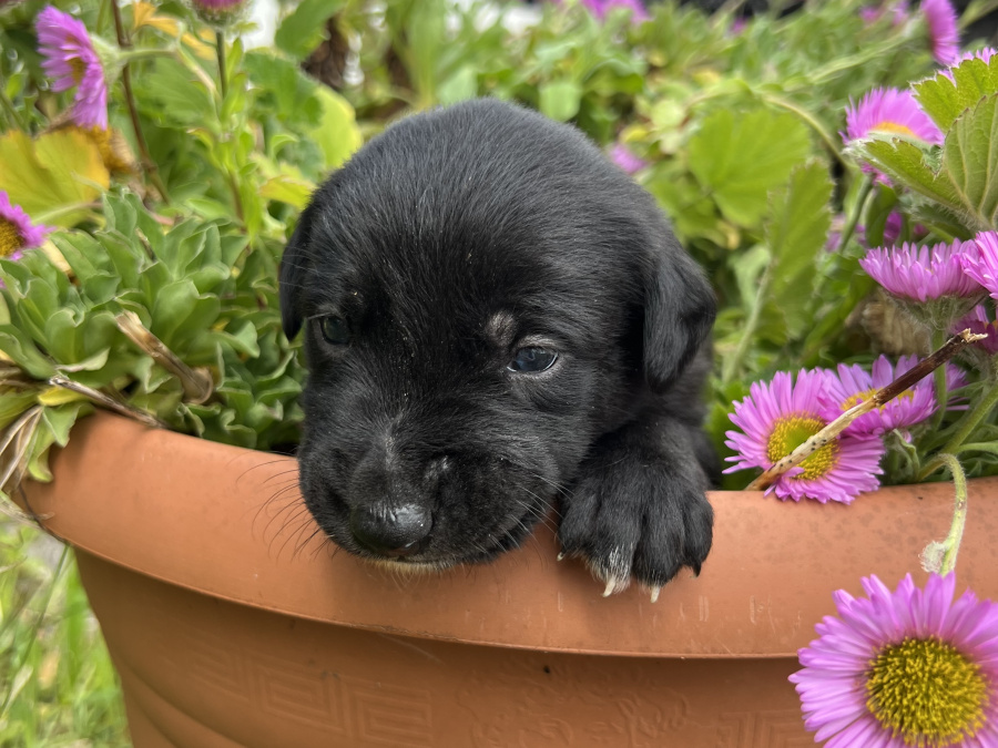 Labrador Retriever for sale in Galway - photo 7