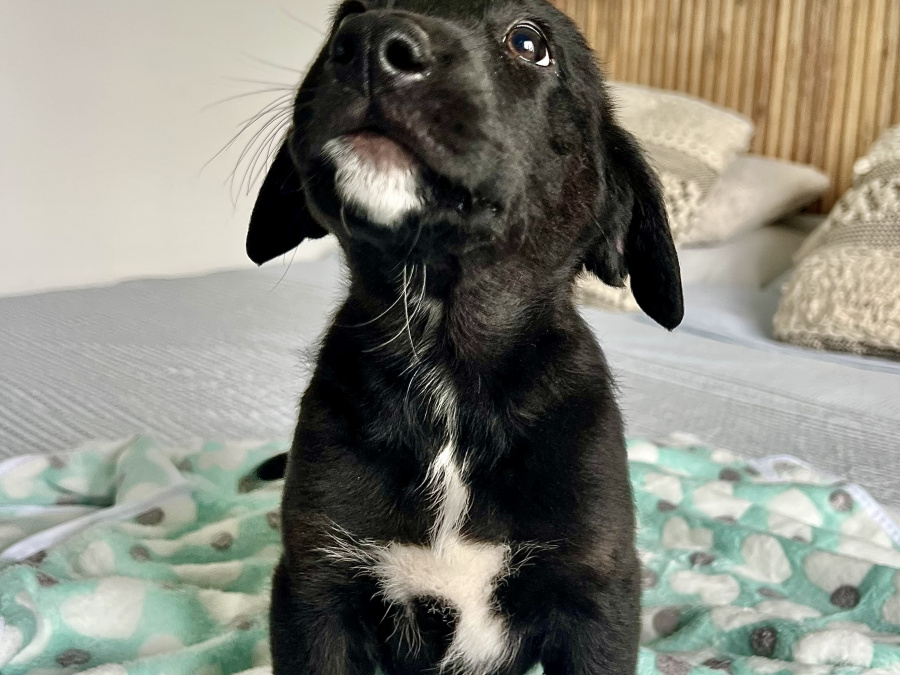 Labrador Retriever for sale in Galway - photo 8