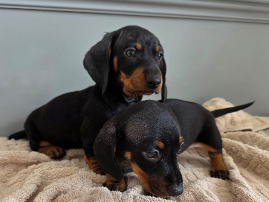 Dachshund for sale in Dublin - photo 5