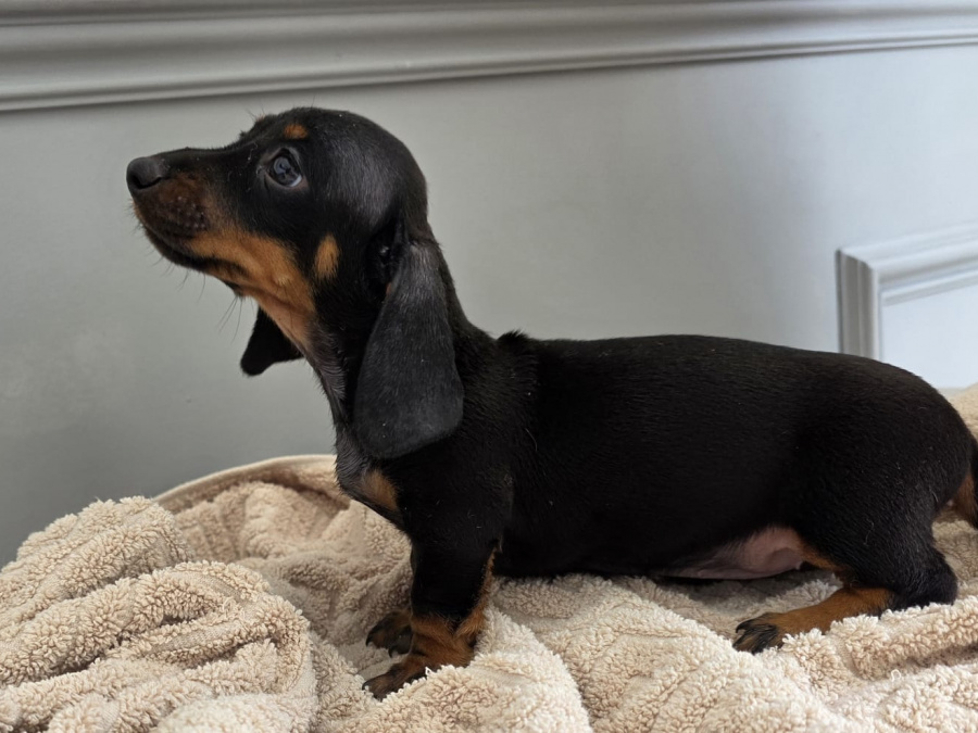 Dachshund for sale in Dublin - photo 6