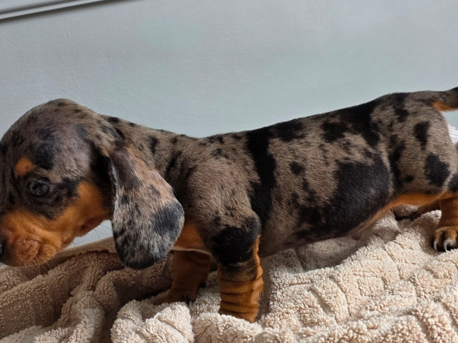 Dachshund for sale in Dublin - photo 7